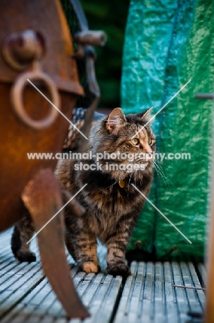 non pedigree cat on terrace