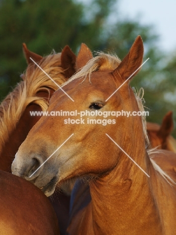 Horses together