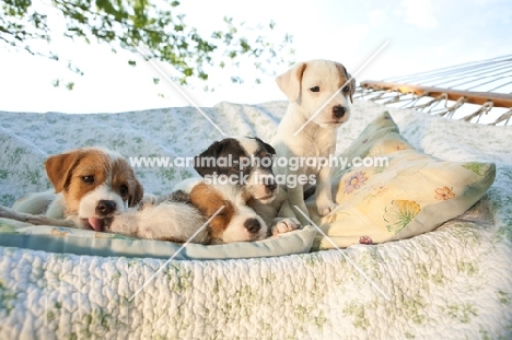 jack russell terriers