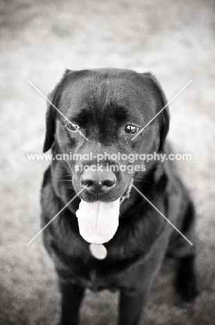 black Labrador Retriever 