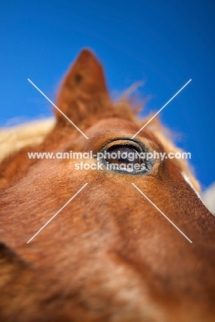 detail of a pony eye