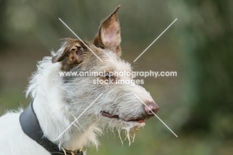 Lurcher, one ear up