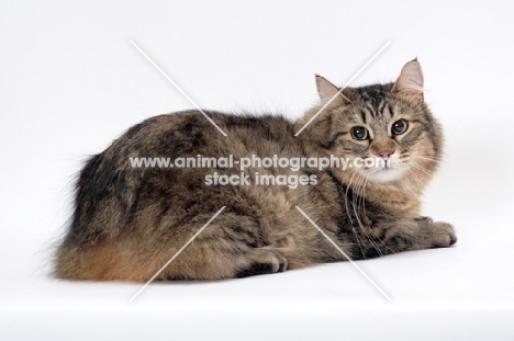 Tailless non pedigree cat, Brown Mackerel Tabby, lying down