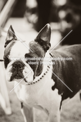 Boston Terrier in black and white