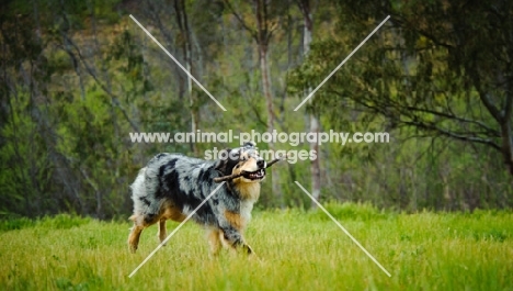 Australian Shepherd with stick