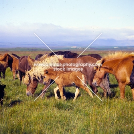 Group of iceland  mares and foals at Olafsvellir