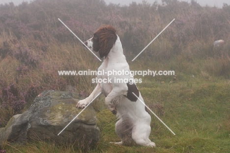 English Springer Spaniel, working type