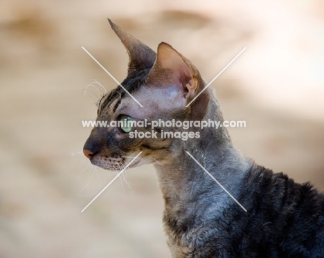 Cornish Rex