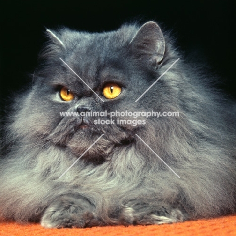 long hair blue cat,