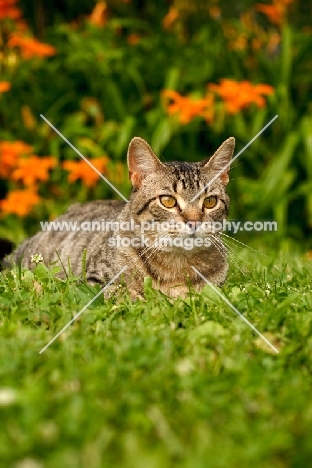 household cat in garden