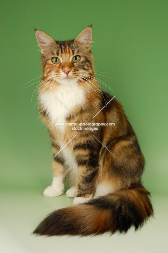 main coon cat sitting, tortie tabby and white colour