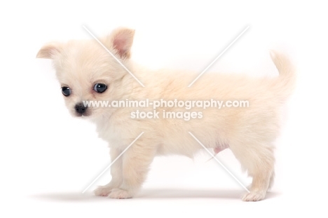 smooth coated Chihuahua puppy, side view