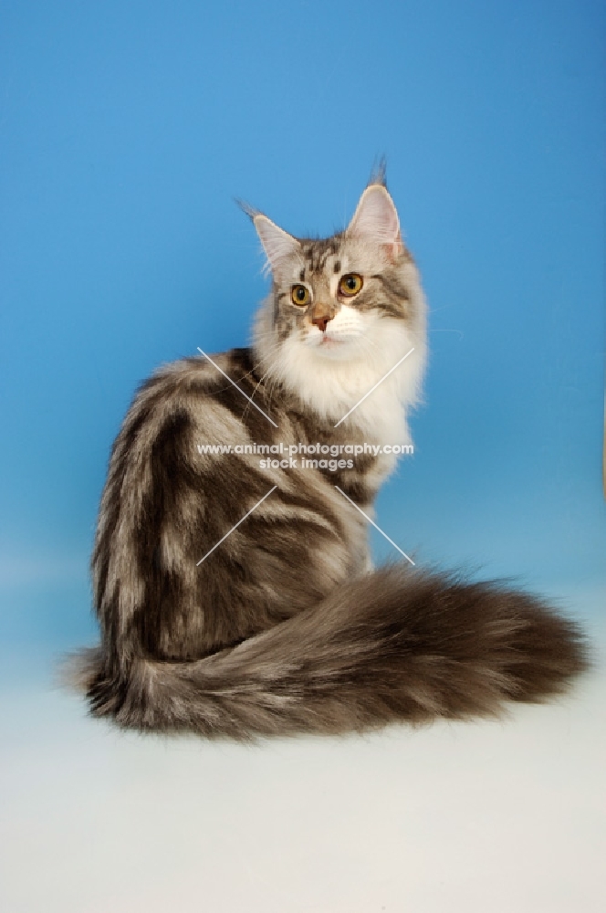 blue silver tabby maine coon, sitting