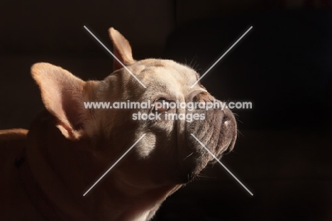 cream French Bulldog looking up