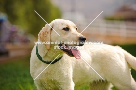 cream Labrador Retriever