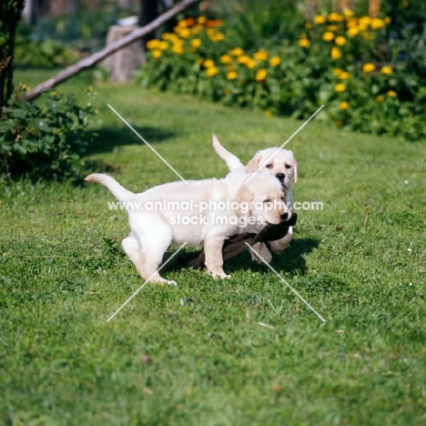 two labrador puppies playing with a toy