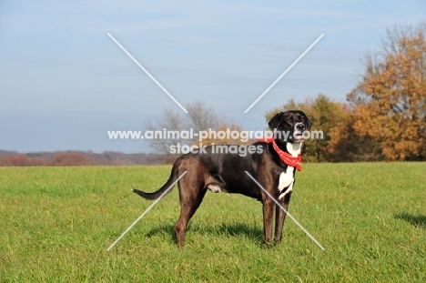 Mongrel standing in field