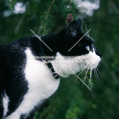 black and white cat  wearing a collar