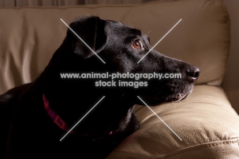 black labrador mix on sofa