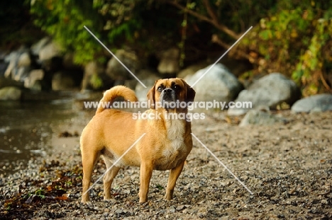 Puggle standing on gravel