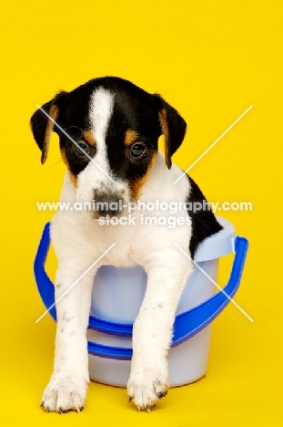 Jack Russell puppy in a blue bucket