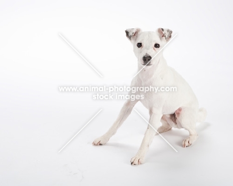 white Jack Russell Terrier on white background