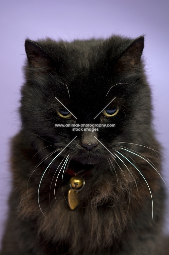 black long haired cat sitting isolated on a purple background