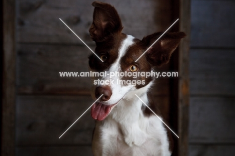 Border Collie looking at camera