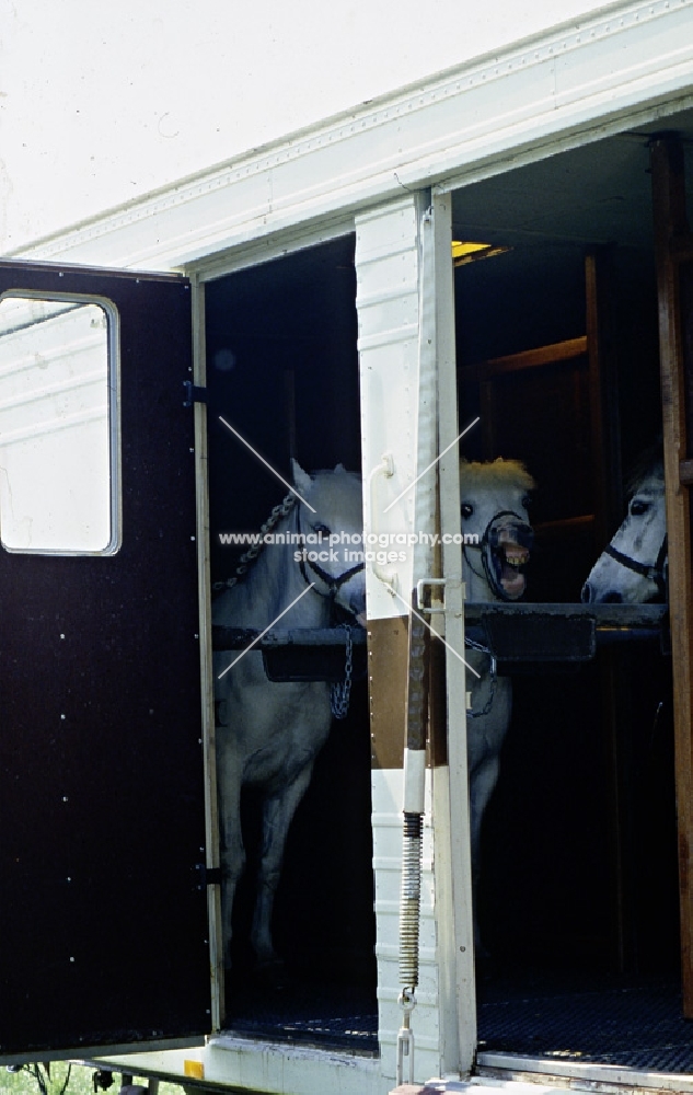 horse box with three ponies