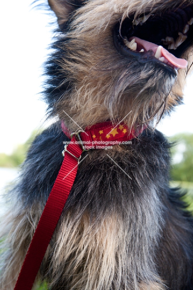 Terrier cross on lead