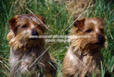 ch titanium fanciful and right her dam, ch  titanium just fancy, two norfolk terriers in long grass