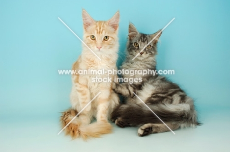 two maine coon cats, cream silver tabby and silver tabby