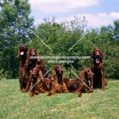  irish setters from cornevon & others, tosca, amy, harry mac, amazing group of six