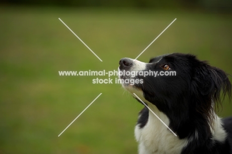 border collie with intense expression