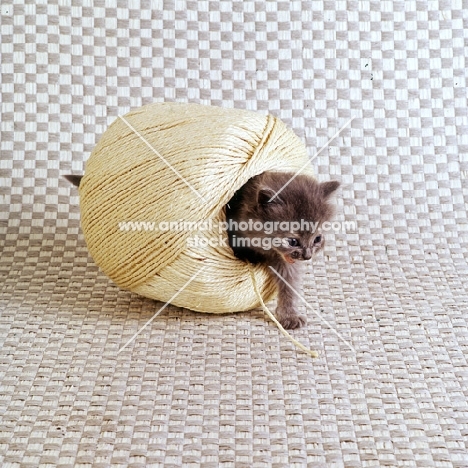 kitten walking through ball of string