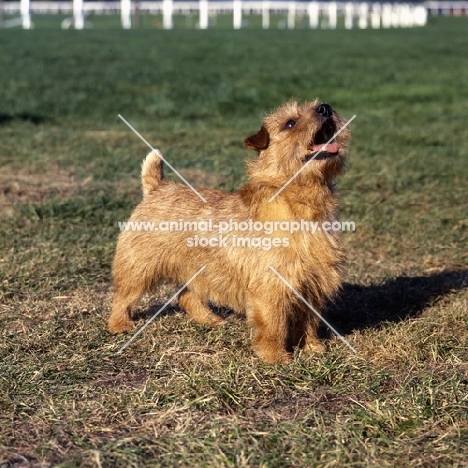 int/nord ch cracknor capricorn, norfolk terrier standing on grass