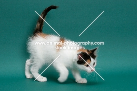 Torbie & White Turkish Van kitten
walking on green background