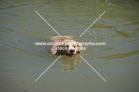 red merle australian shepherd swimming