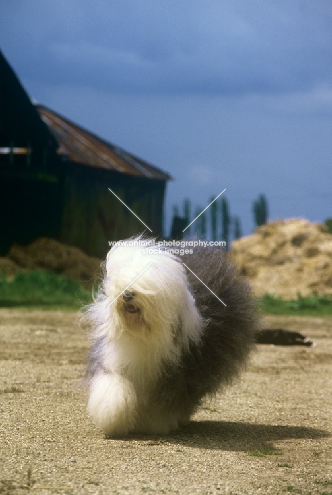 ch siblindy manta, old english sheepdog trotting to camera in a farmyard