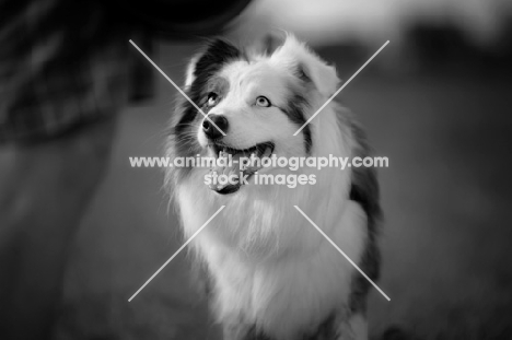 happy blue merle australian shepherd smiling and looking at owner