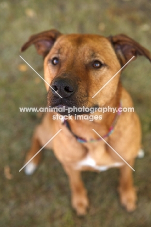 American Staffordshire Terrier mix