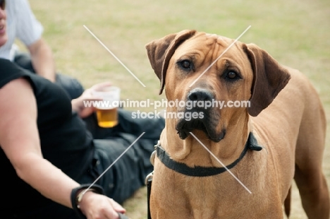 Rhodesian Ridgeback near owner