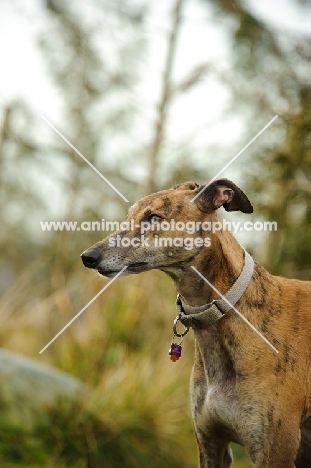 Greyhound