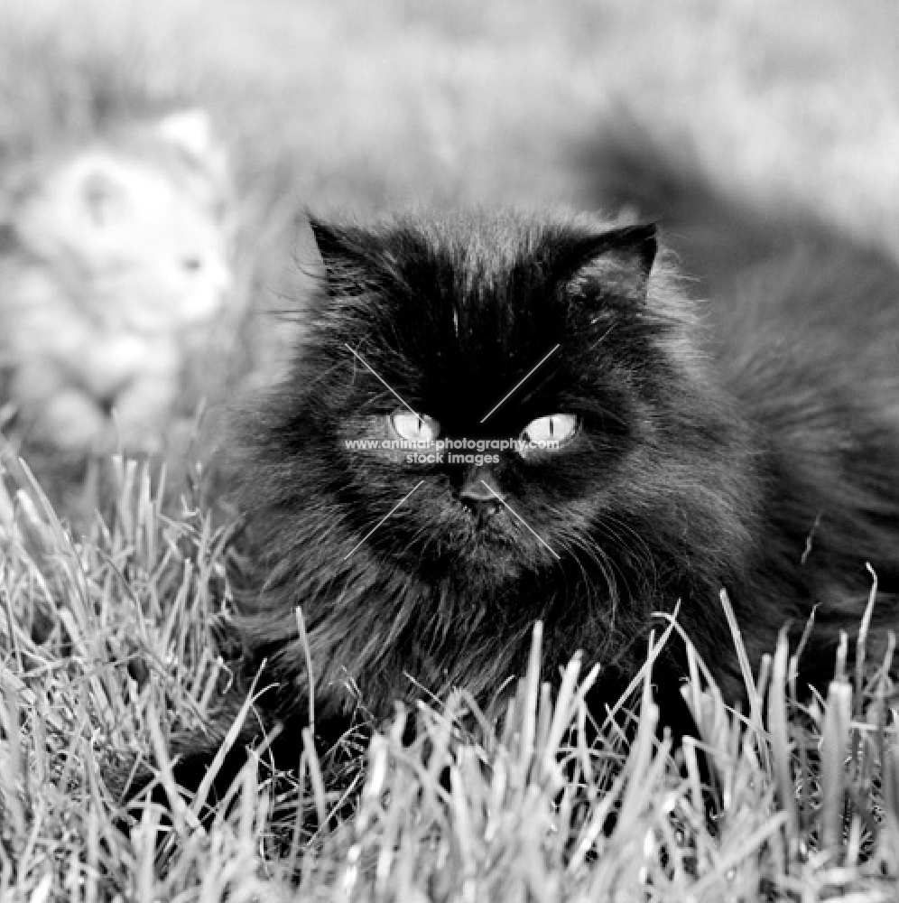 orange eyed long haired cat in grass