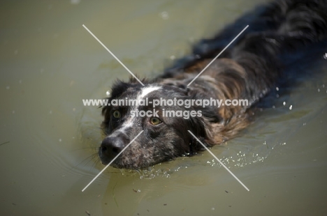 blue merle australian shepherd swimming