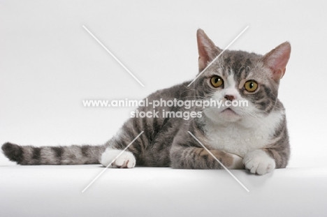 American Wirehair, Blue Mackerel Tabby & White colour