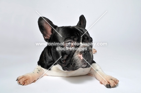 French Bulldog