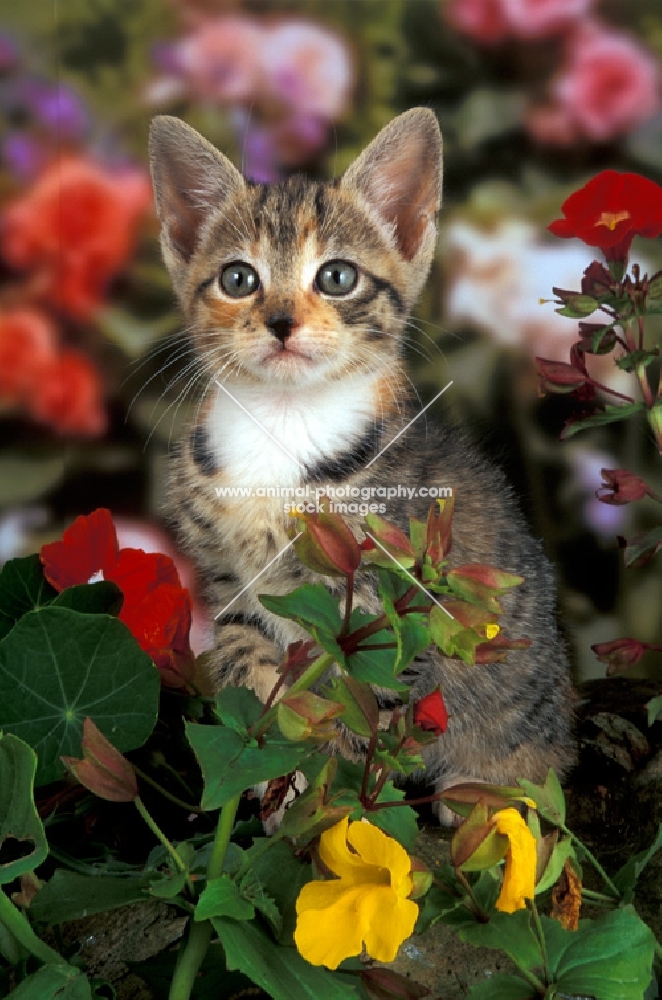 tabby and white kitten near flowers