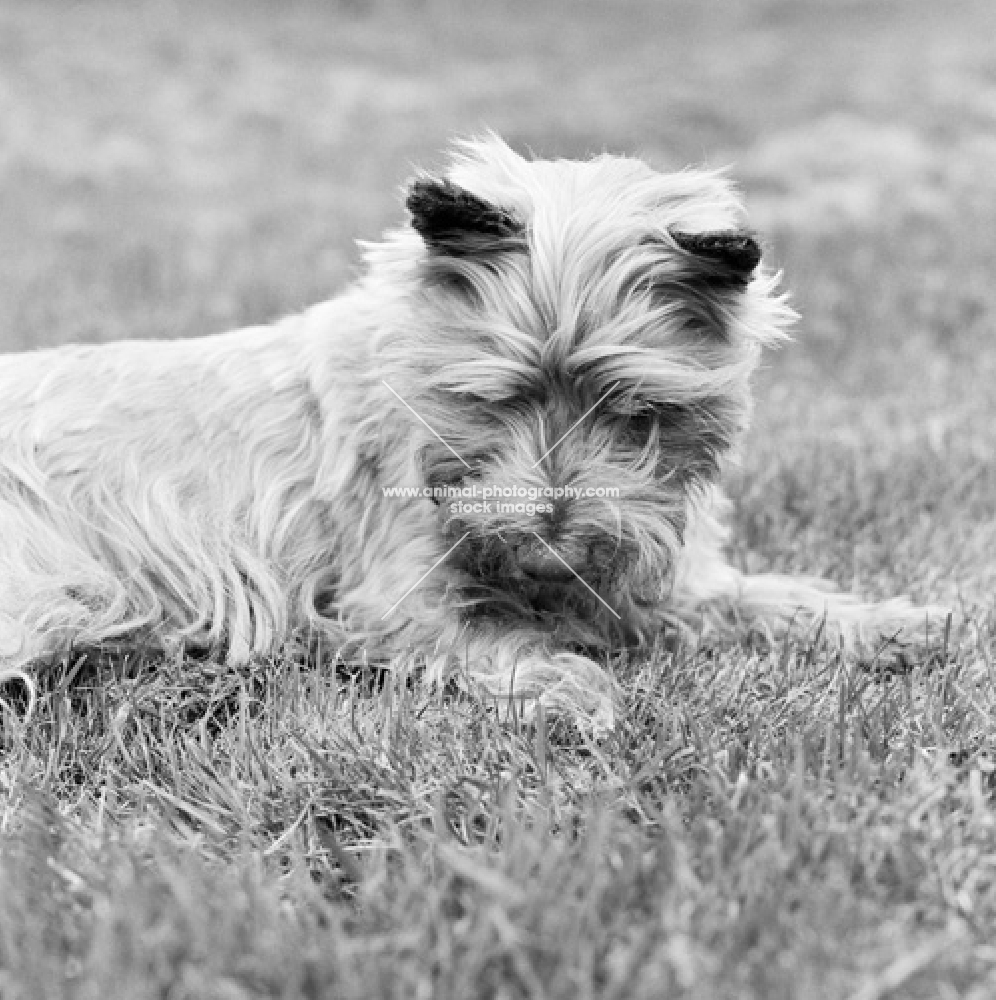 pet cairn terrier