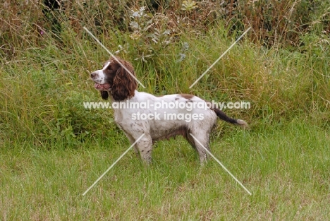 English springer spaniel, working type, side view